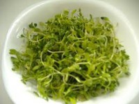 Ensalada de maruja